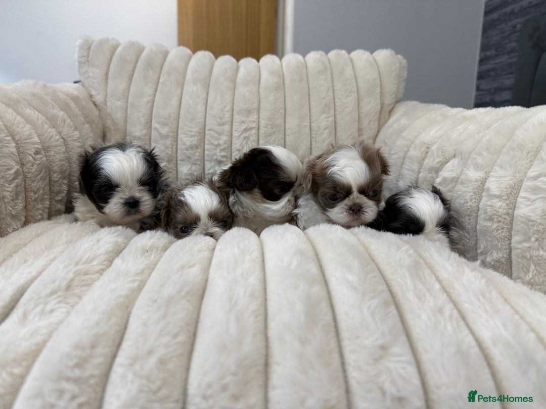 Shih Tzu dogs for sale: Exquisite Imperial Shih Tzu Puppies  - Image 8