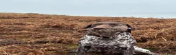 German Shorthaired Pointer dogs for stud: Stunning KC Reg imp German shorthaired pointer.  - Advert 7