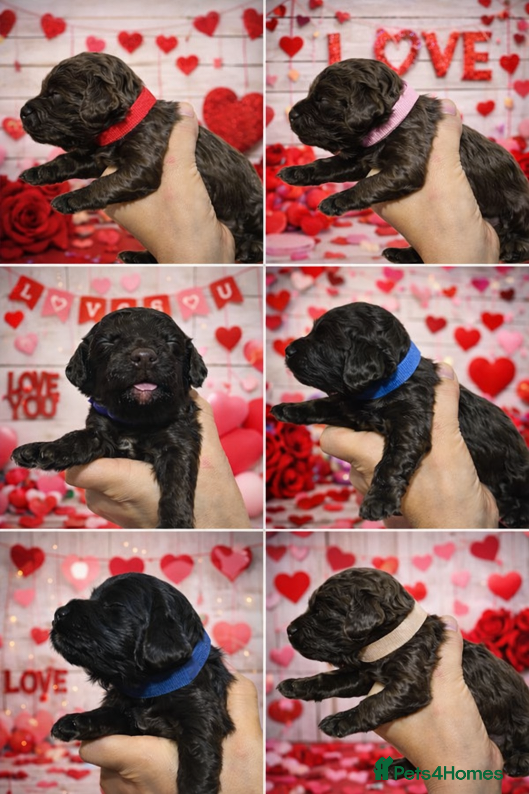 Cockapoo dogs for sale: ✨ Beautiful Cockapoo Puppies –  1 Boy & 4 Girls✨ - Advert 18