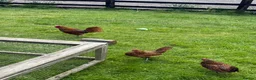 Chickens poultry for sale: Sebright Trio - Advert 3
