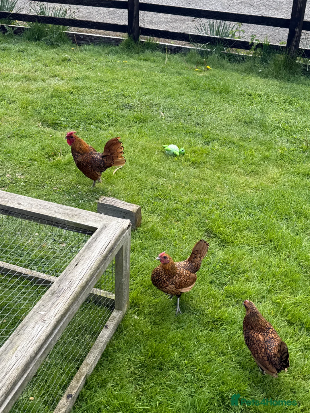 Chickens poultry for sale: Sebright Trio - Advert 3