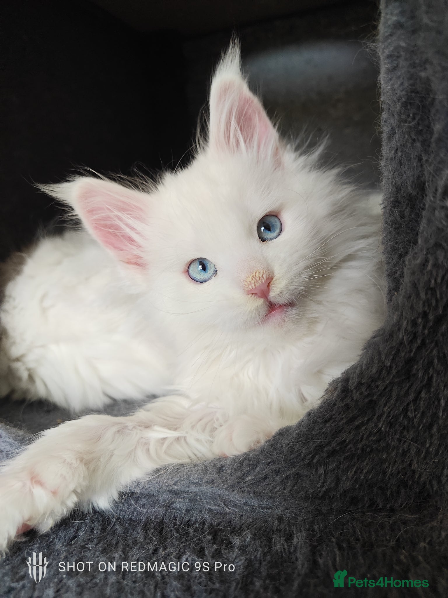 Maine Coon cats Maine coon Blue eyes + Long Hair - Advert 2