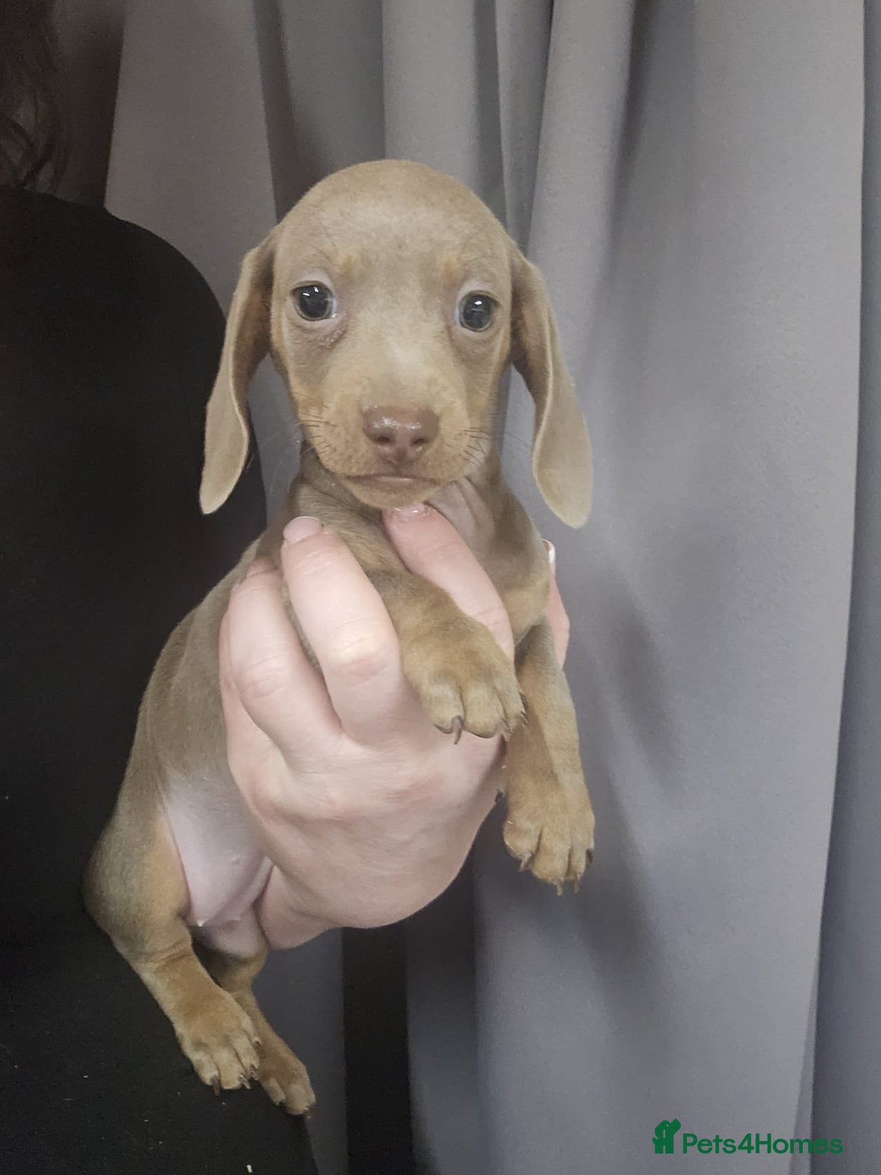 Miniature Dachshund dogs *Ready now* 2 girls left Stunning mini dachshunds - Advert 11