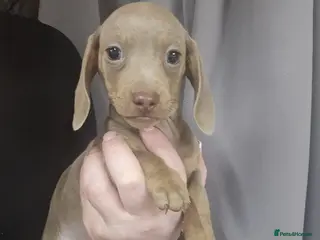 Miniature Dachshund dogs *Ready now* 2 girls left Stunning mini dachshunds - Advert 11