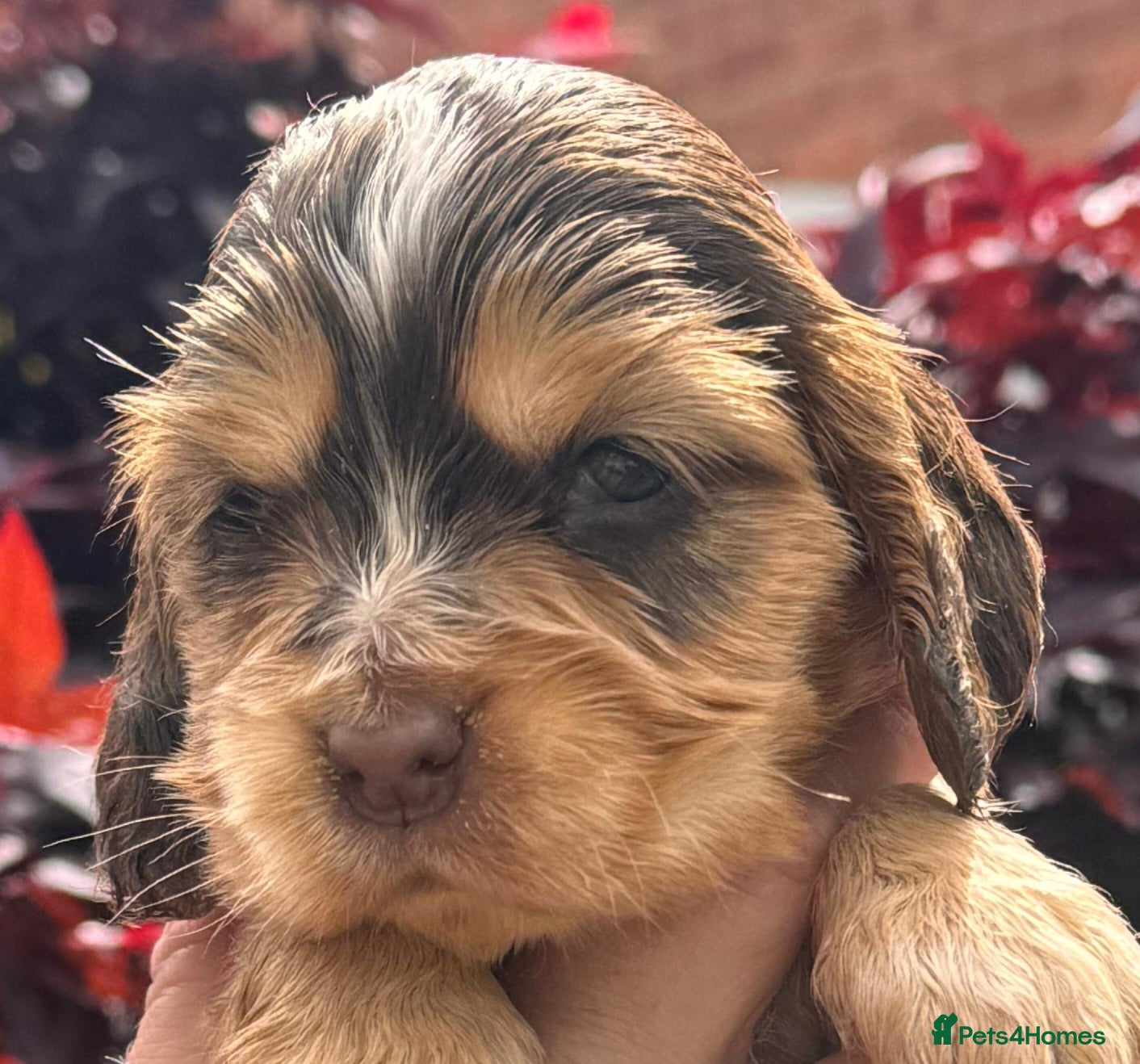 Cocker Spaniel dogs 💜💛🩷OUTSTANDING KC SHOW COCKER SPANIELS 🌟 - Advert 2
