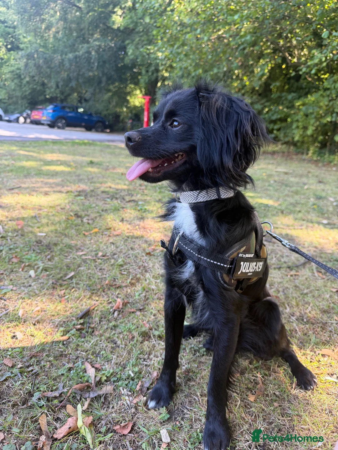 Mixed Breed dogs for sale: Woody (chug x spaniel) in Hull - Advert 1