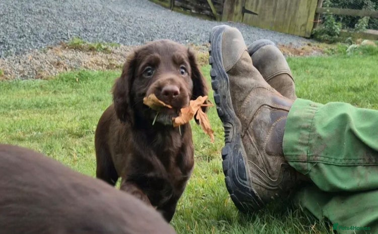 Cocker Spaniel dogs - Advert 5