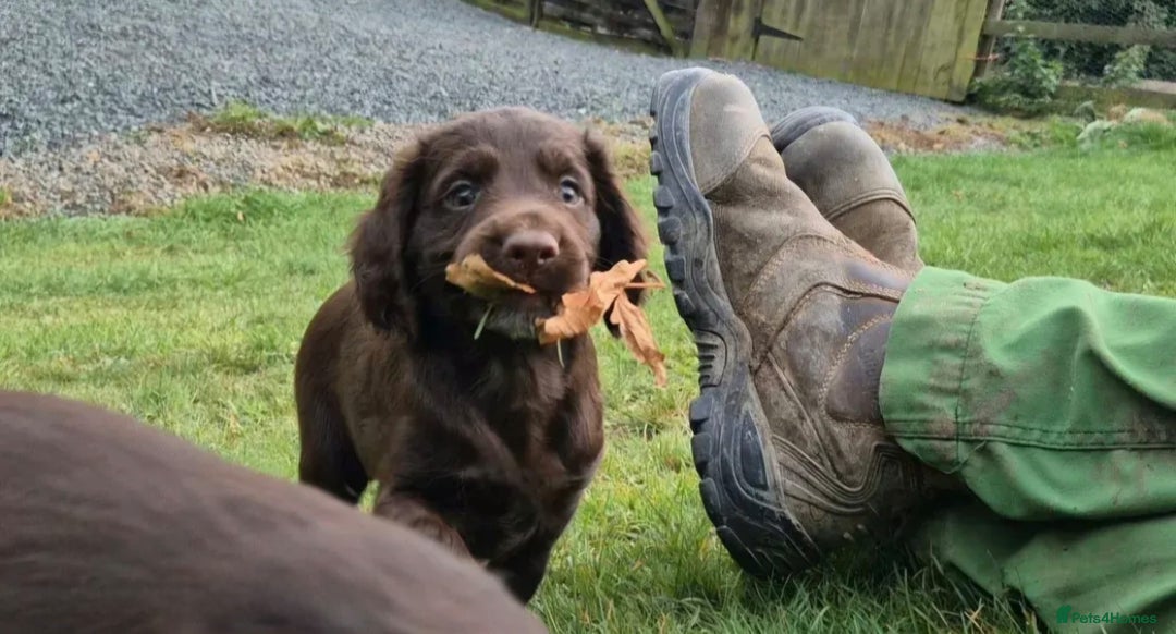 Cocker Spaniel dogs for sale: Kc registered puppies field trial pedigree - Image 1