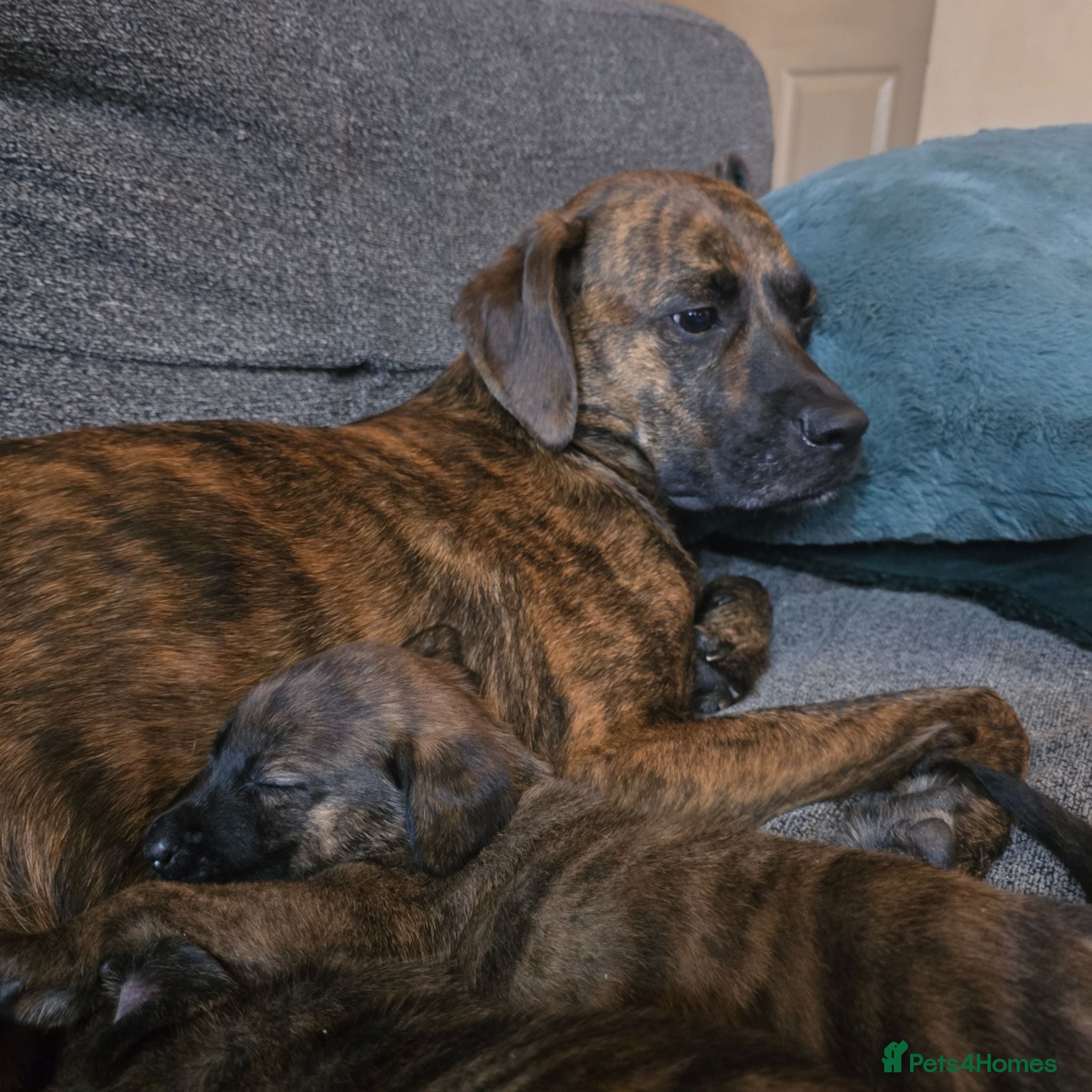 Mixed Breed dogs Boxer x Belgian Malinois Pups - Smart and stunning - Advert 16