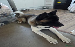 Akita dogs for sale: 11 month old American akita(need gone ASAP) - Image 2
