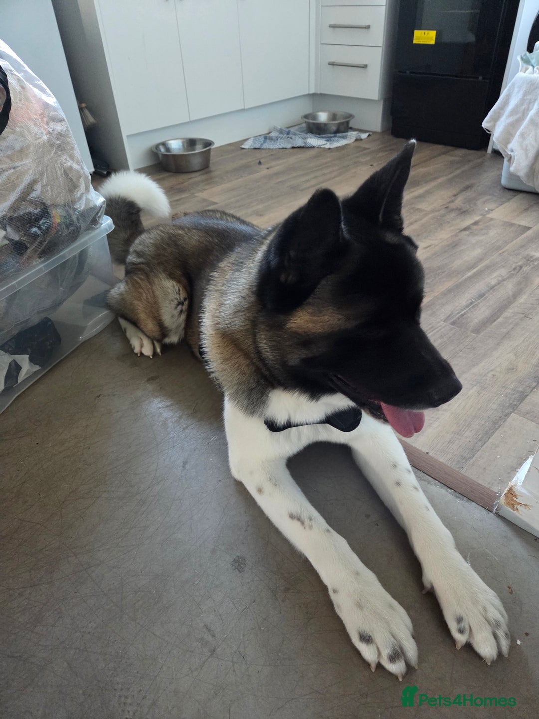 Akita dogs for sale: 11 month old American akita(need gone ASAP) - Image 2
