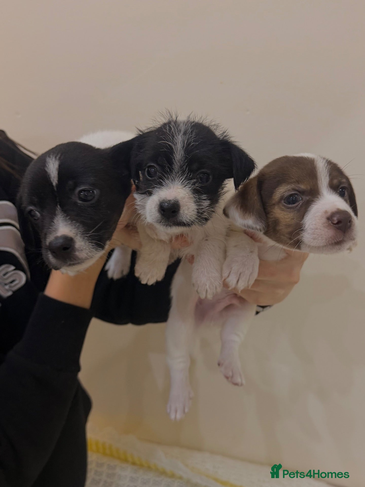 Mixed Breed dogs for sale: Jack Russel cross border puppies  - Advert 15