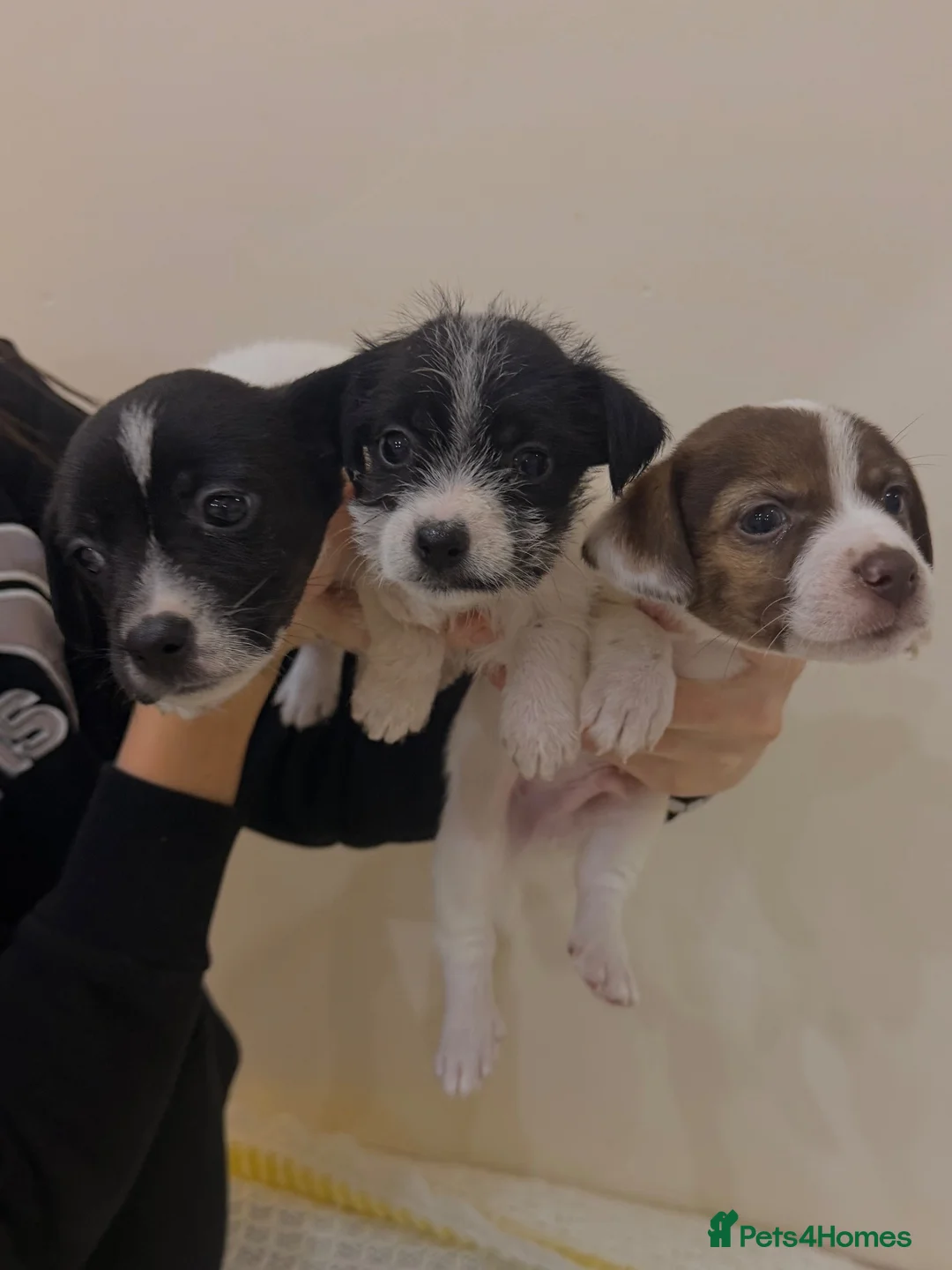 Mixed Breed dogs for sale: Jack Russel cross border puppies  in Tredegar - Advert 1
