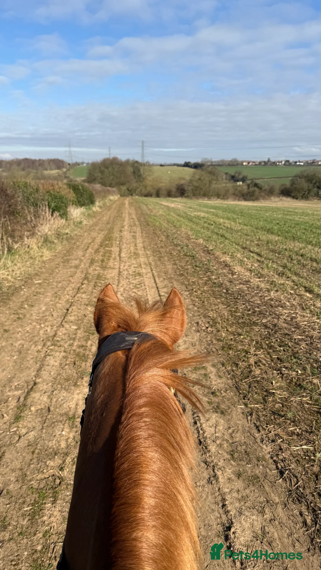 English Thoroughbred horses for sale: 15.3 tb gelding   - Advert 12