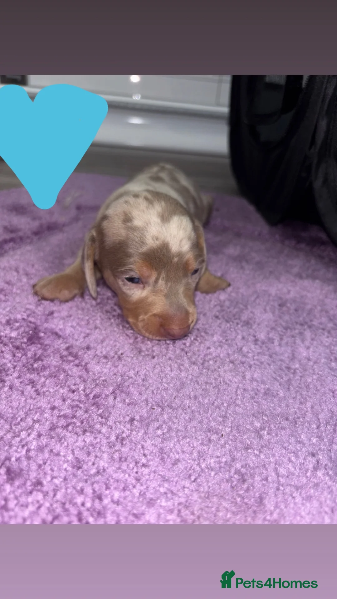 Miniature Dachshund dogs for sale: Beautiful dachshund puppy’s ready for  loving home - Advert 2