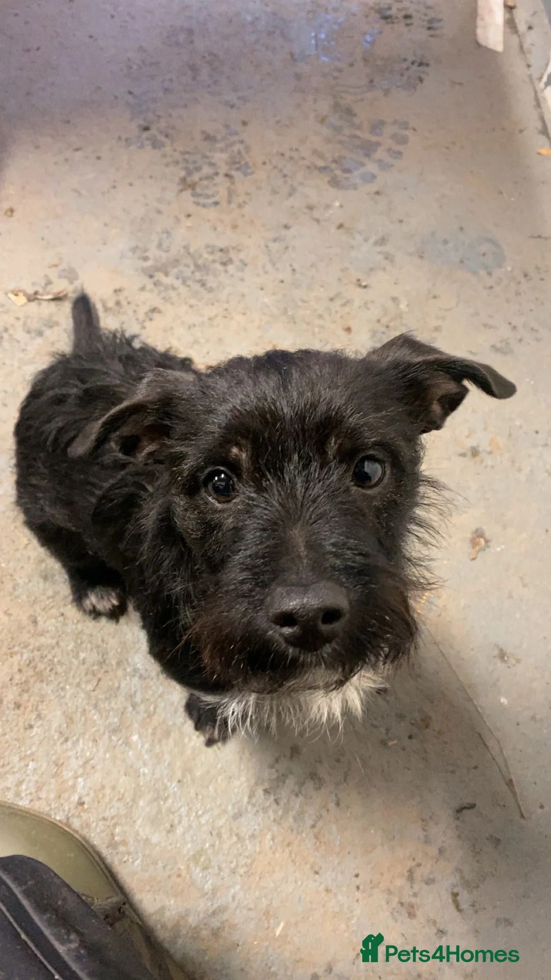 Mixed Breed dogs for sale: PatterPoo Litter - Advert 1