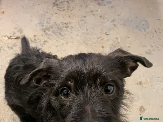 Mixed Breed dogs PatterPoo Litter - Advert 1