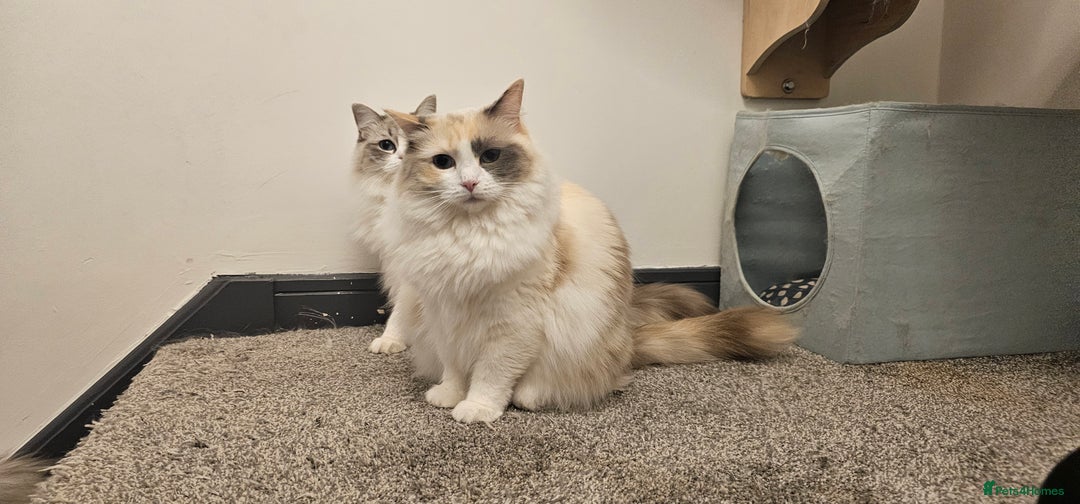 Ragdoll cats for sale: Female ragdoll - Advert 3