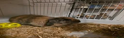 Mixed Breed rabbits for sale: Male Rabbit For Rehome  - Advert 5