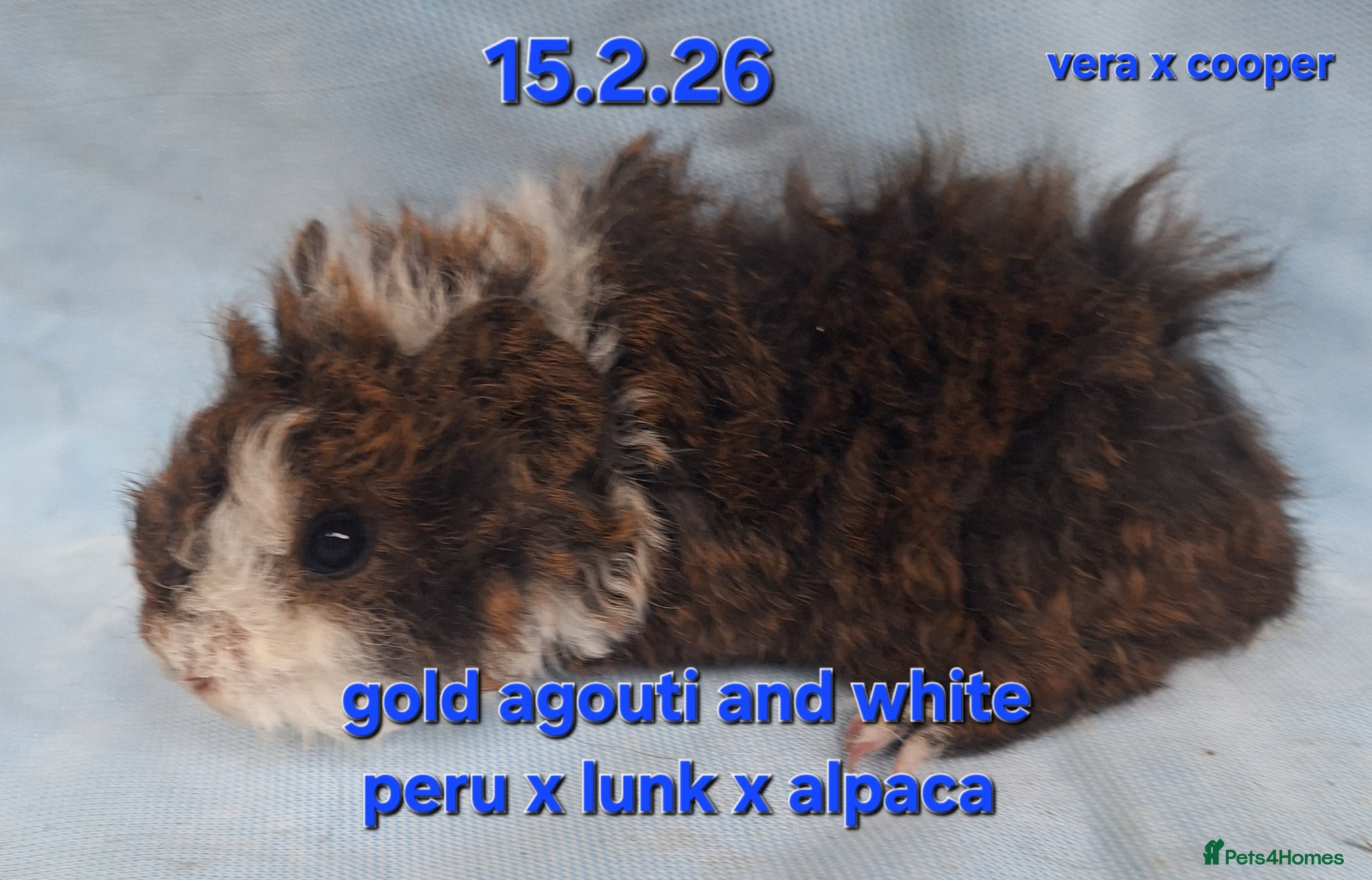 Guinea Pig rodents Fluffy baby boy male guinea pigs - Advert 13
