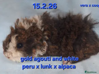 Guinea Pig rodents Fluffy baby boy male guinea pigs - Advert 13