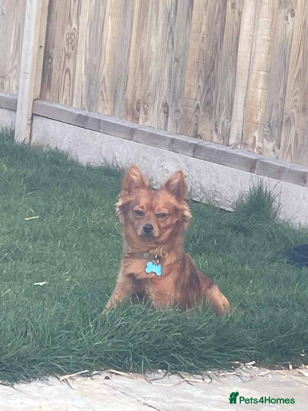 Chihuahua dogs for sale: 9 month old Chihuahua in Harleston - Advert 5