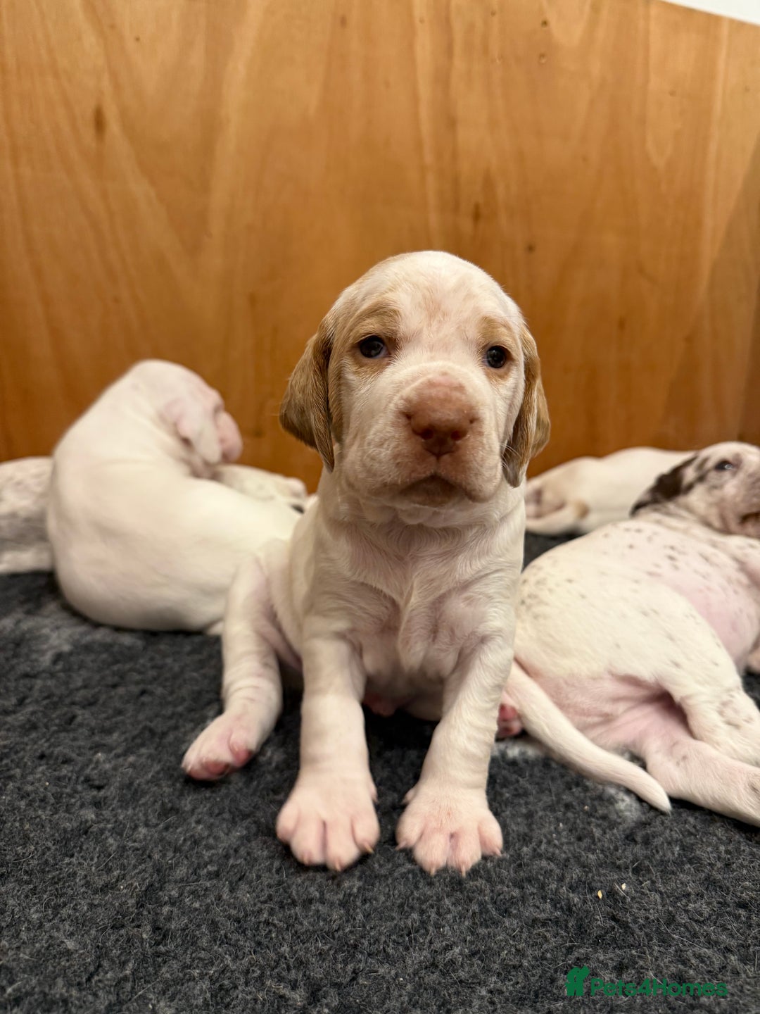 Pointer dogs for sale: French Pointer - Braque du Bourbonnais 🇫🇷  - Image 10