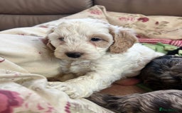 Cockapoo dogs for sale: F1 Cockapoo puppies  - Image 13