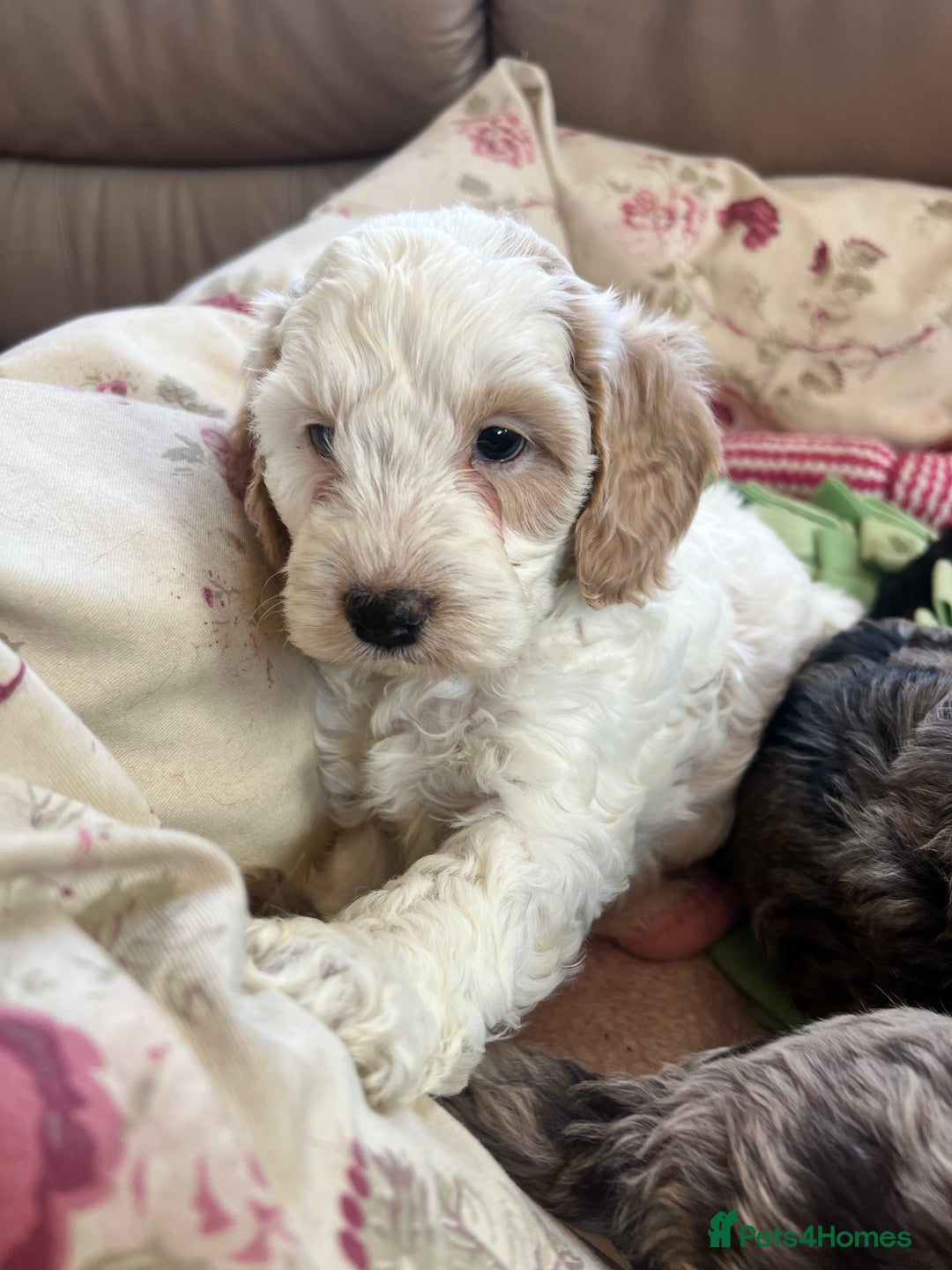 Cockapoo dogs for sale: F1 Cockapoo puppies  - Image 13