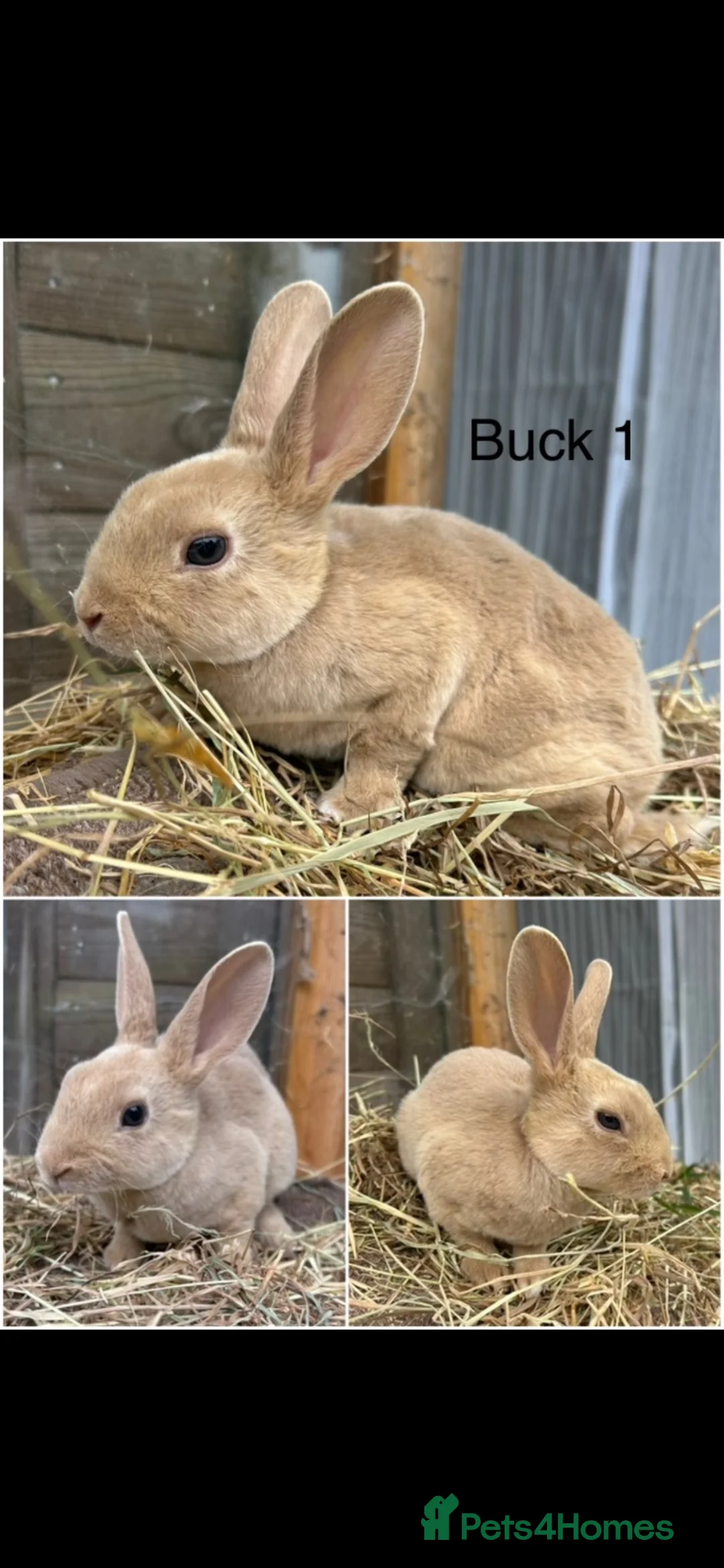 Rex rabbits for sale: Mini Rex rabbits  in Herne Bay - Advert 9