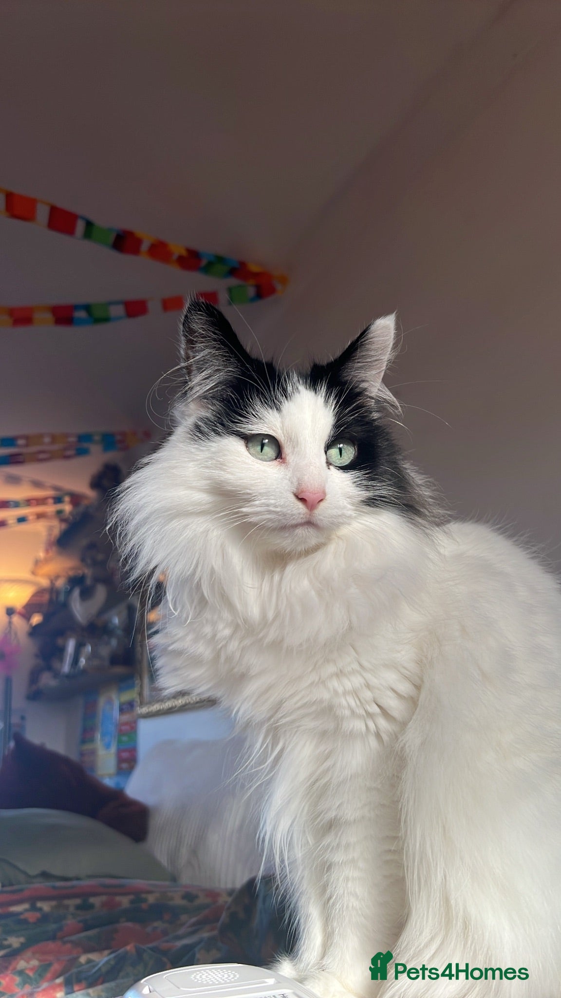 British Longhair cats Beautiful long haired female cat for sale - Advert 1