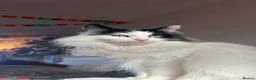 British Longhair cats for sale: Beautiful long haired female cat for sale - Advert 1