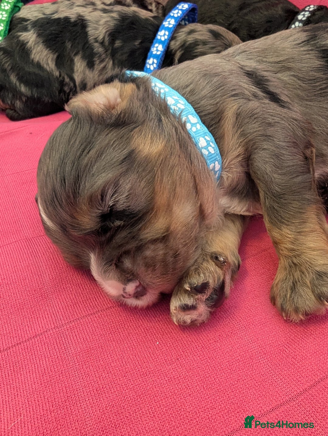 Cavapoo dogs for sale: Beautiful Phantom Merle and Phantom Cavapoos - Image 31