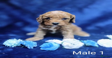 Cavapoo dogs - Advert 13