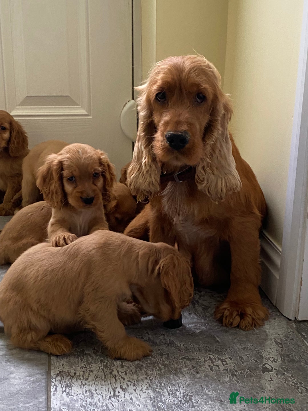 Cocker Spaniel dogs for sale: OUT STANDING GOLDEN SHOW TYPE COCKER SPANIEL  - Image 38
