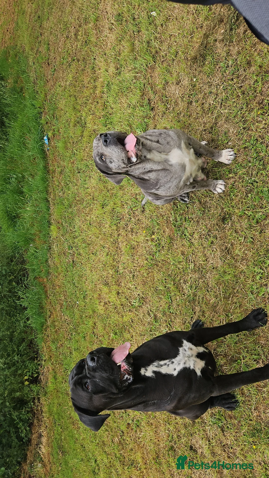 Cane Corso dogs for stud: Unique * champion breed * cane corso  - Advert 3