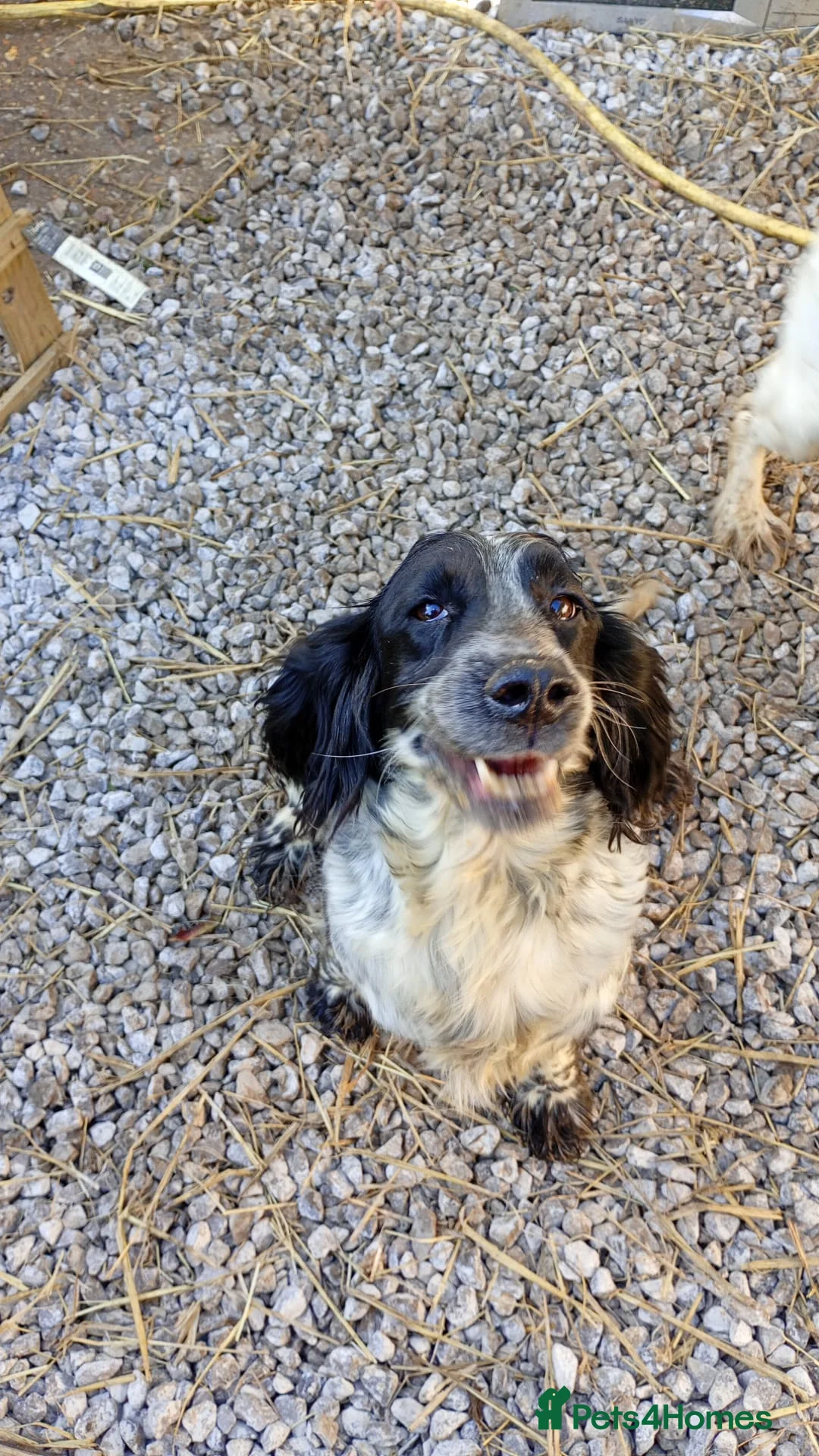 Sprocker dogs for sale: Sprocker puppies in Thetford - Advert 1