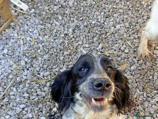 Sprocker dogs Sprocker puppies in Thetford - Advert 1