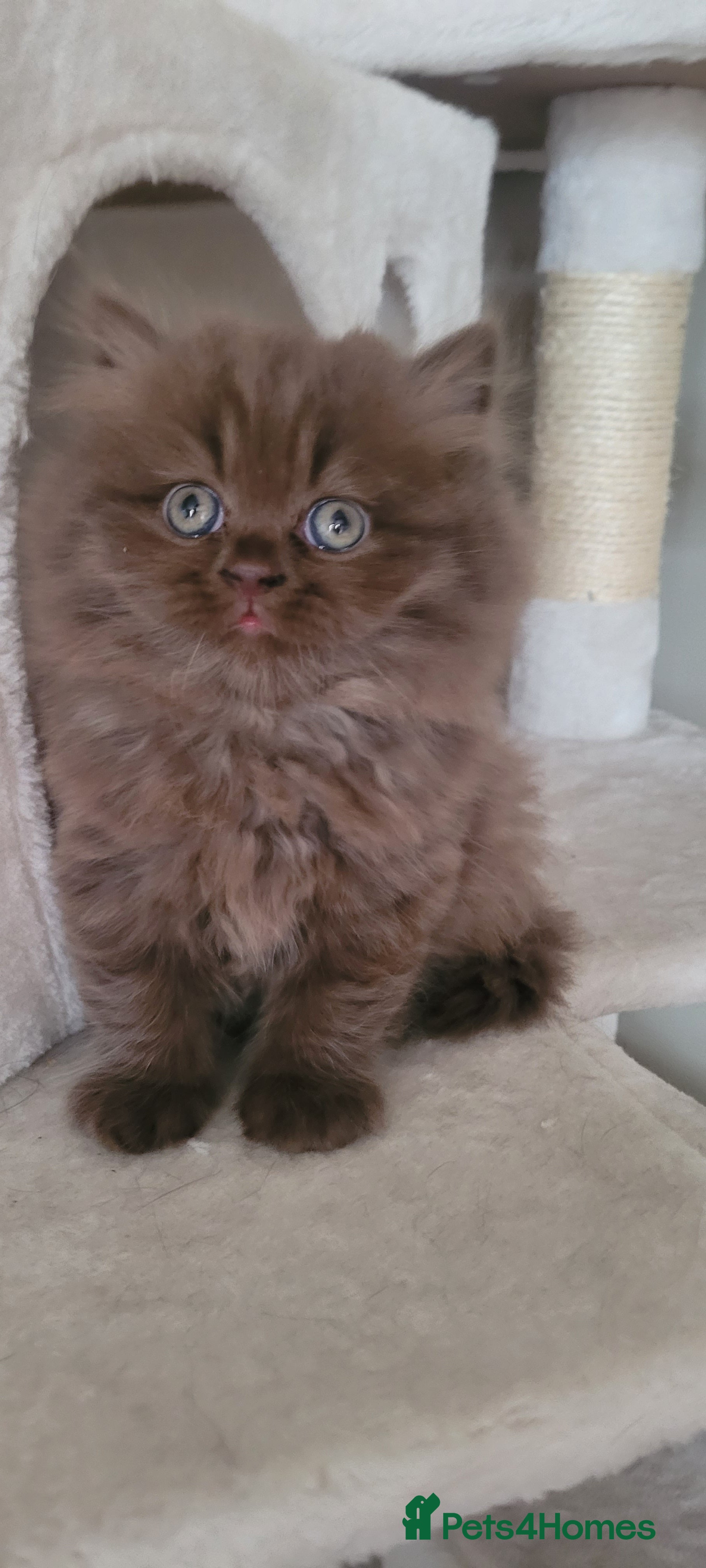 British Longhair cats Chocolate British longhair  - Advert 20