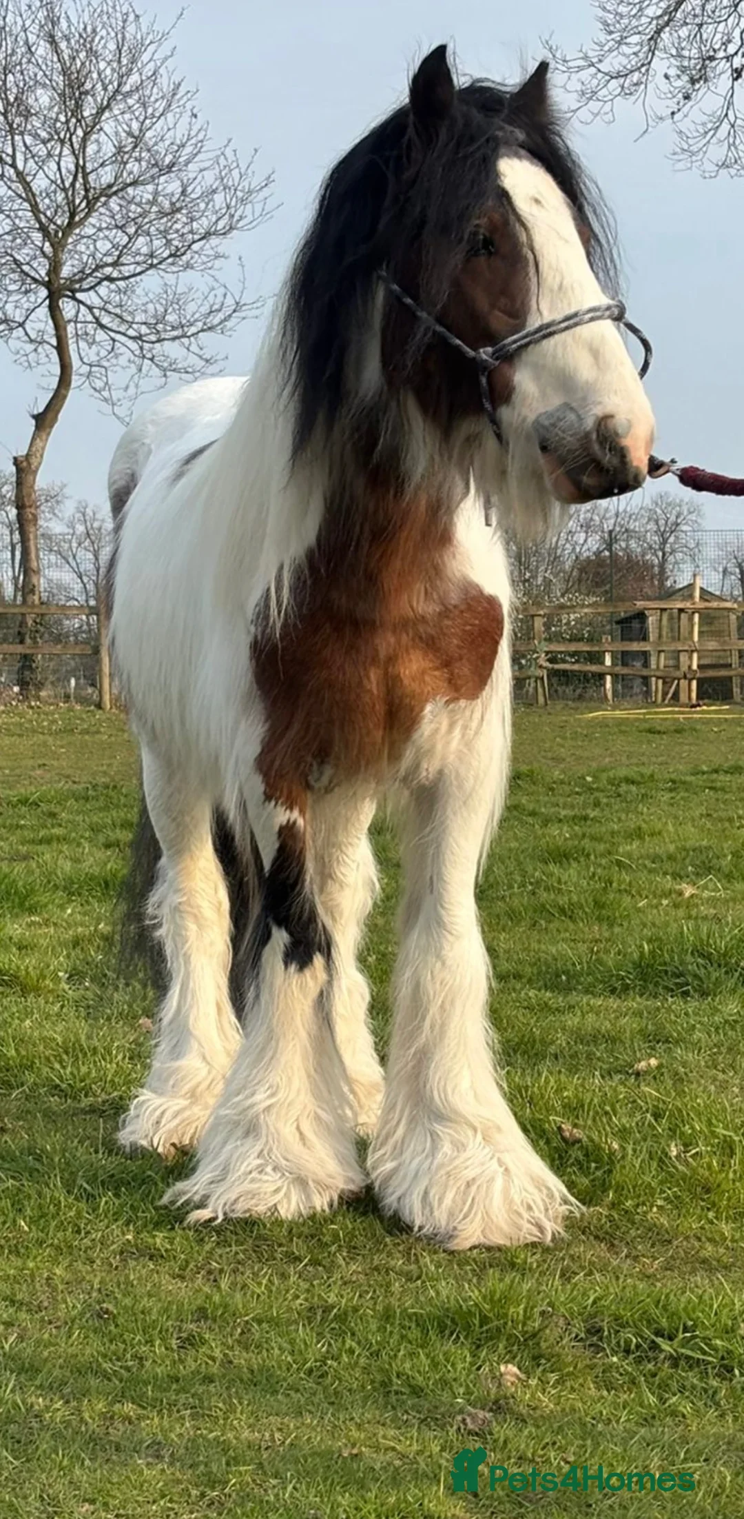 Irish Cob horses for sale: BEAUTIFUL RIDE AND DRIVE GELDING in Addlestone - Advert 1