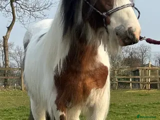 Irish Cob horses BEAUTIFUL RIDE AND DRIVE GELDING - Advert 1