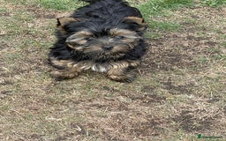 Yorkshire Terrier dogs for sale: Two Yorkshire Terrier Biewer Puppies - Image 8