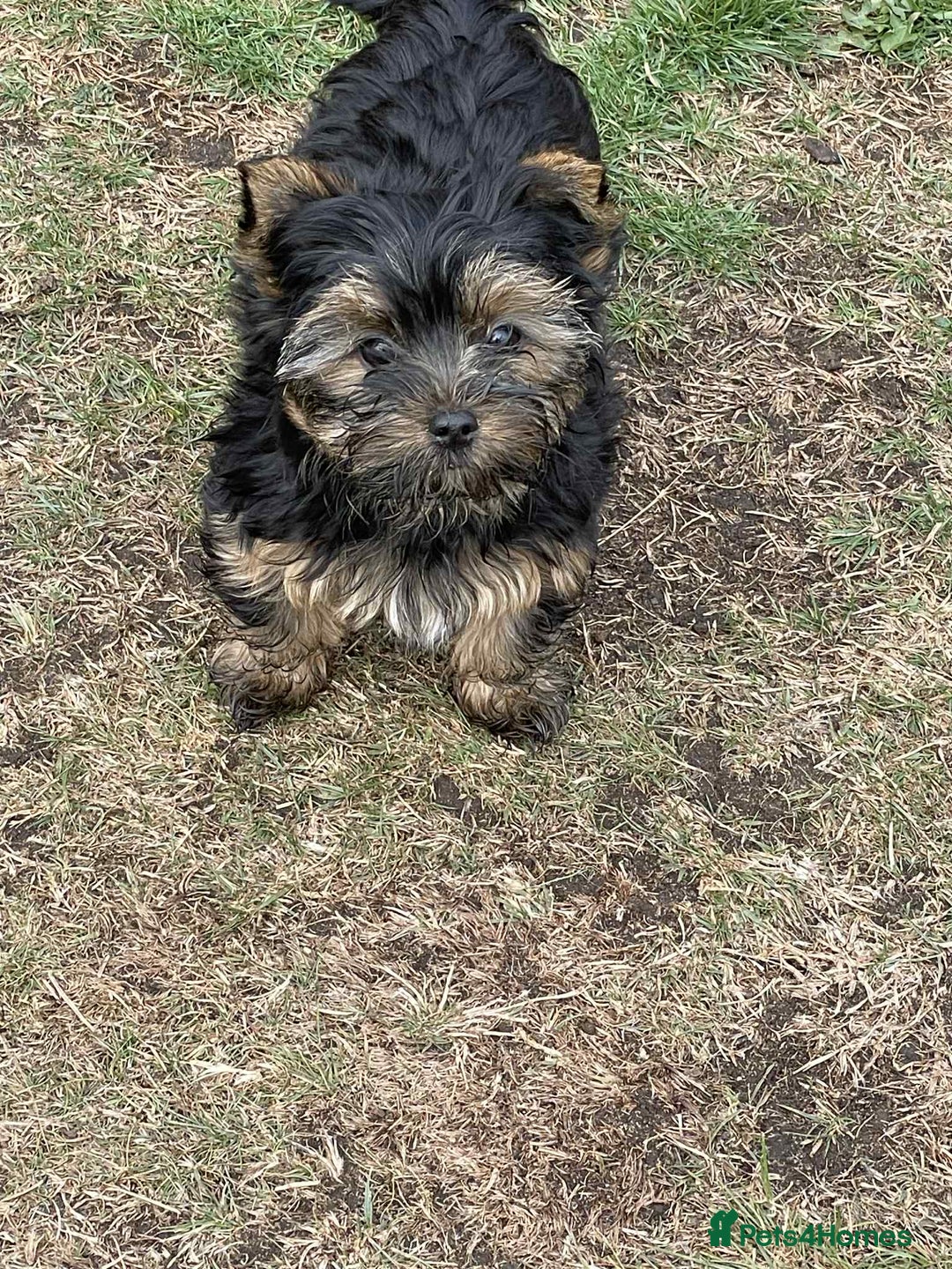 Yorkshire Terrier dogs for sale: Two Yorkshire Terrier Biewer Puppies - Image 8