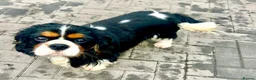 Cavalier King Charles Spaniel dogs for sale: Clearviews Classic Cavalier King Charles Spaniels - Advert 16