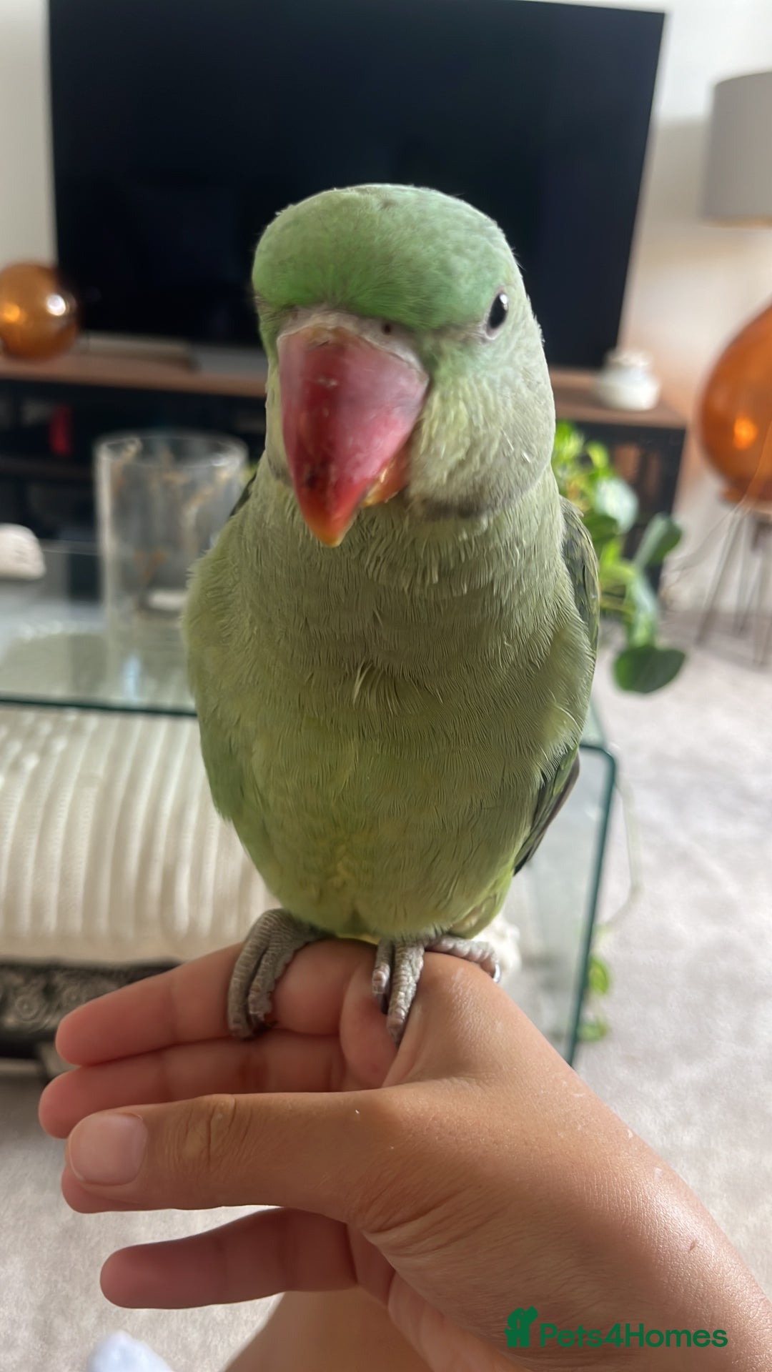 Parrots birds for sale: Alexandrine parrot  - Advert 6