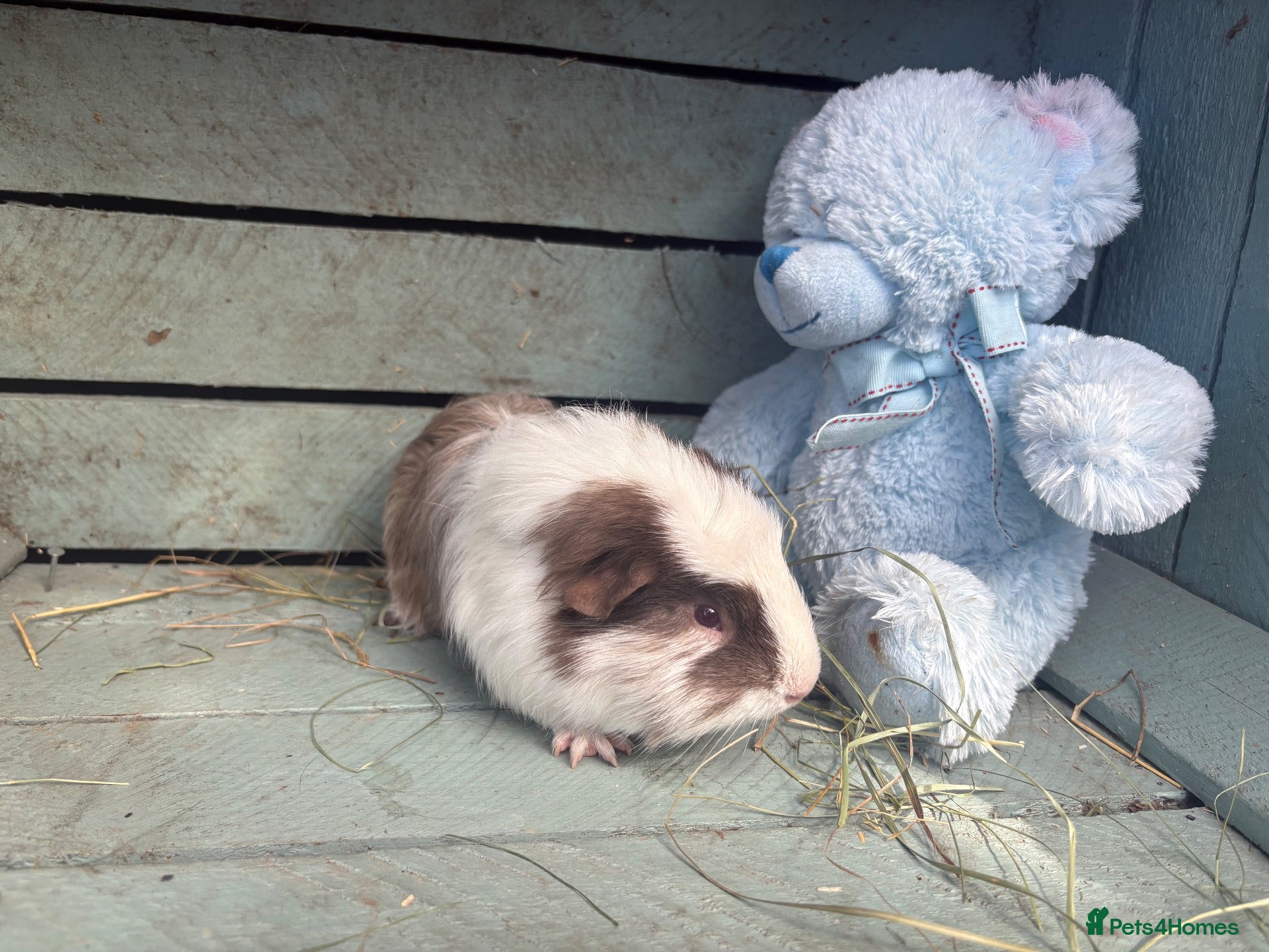 Guinea Pig rodents Please help rehome these boys - Advert 2