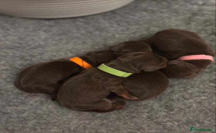 Miniature Dachshund dogs - Advert 12