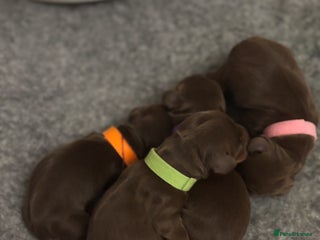 Miniature Dachshund dogs - Advert 7