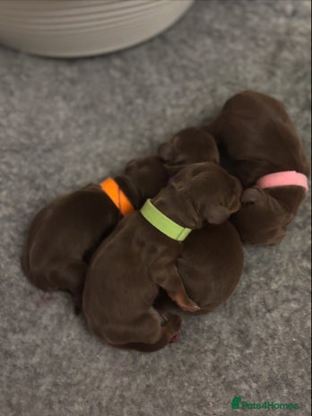 Miniature Dachshund dogs - Advert 13