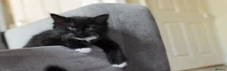 Turkish Angora cats for sale: Turkish Angora Mix Kittens - Advert 5